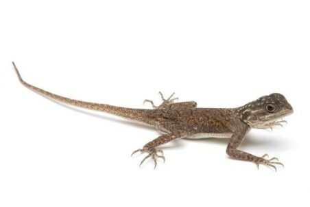 Agama agama