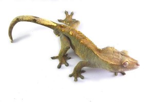 Correlophus (Rhacodactylus)...