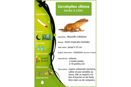 Correlophus (Rhacodactylus) ciliatus, sans queue