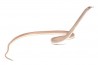 Rhamphiophis oxyrhynchus