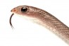 Rhamphiophis oxyrhynchus