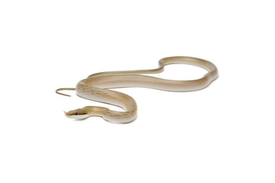 Gonyosoma (Rhynchophis) boulengeri