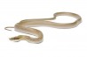 Gonyosoma (Rhynchophis) boulengeri