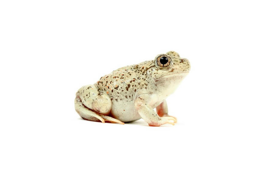 Scaphiopus holbrookii