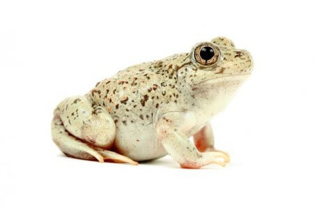 Scaphiopus holbrookii