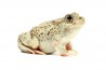 Scaphiopus holbrookii