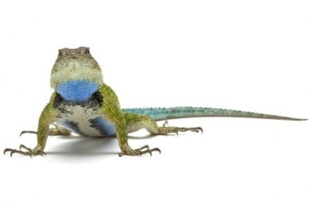 Sceloporus malachiticus