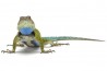 Sceloporus malachiticus