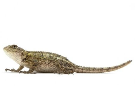Sceloporus malachiticus