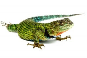 Sceloporus malachiticus