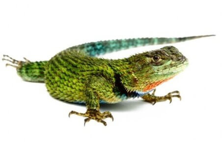 Sceloporus malachiticus