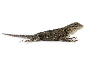 Sceloporus malachiticus, bébé