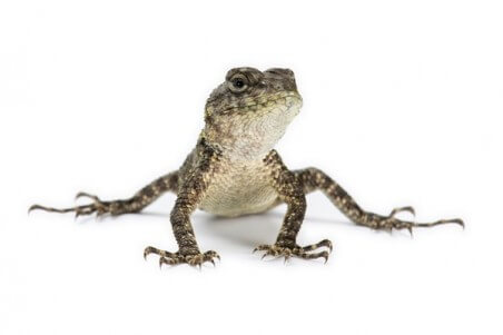 Sceloporus malachiticus, bébé