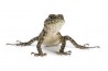 Sceloporus malachiticus, bébé