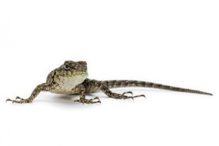 Sceloporus malachiticus, bébé