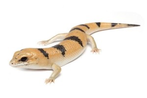 Scincopus fasciatus