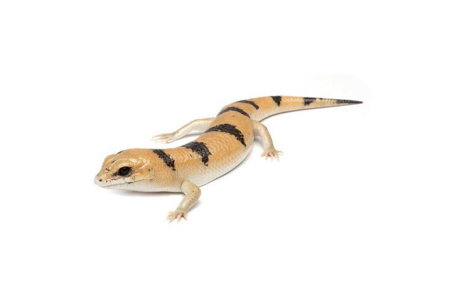 Scincopus fasciatus Scincopus fasciatus