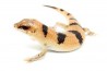 Scincopus fasciatus
