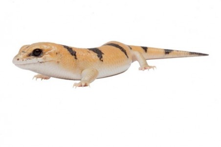Scincopus fasciatus