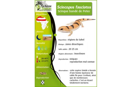 Scincopus fasciatus