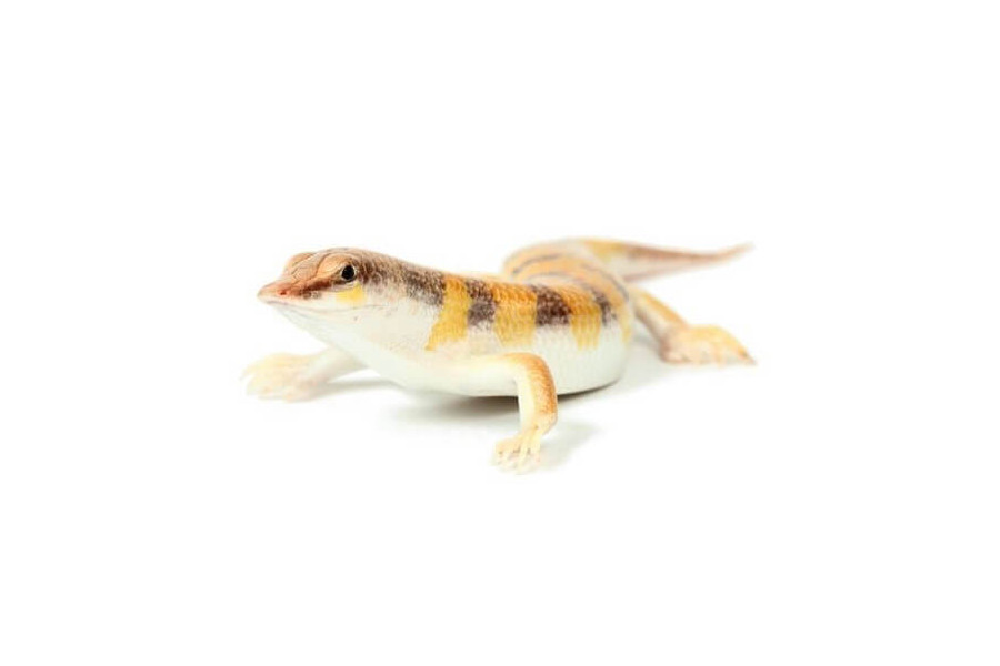 Scincus scincus Scincus scincus