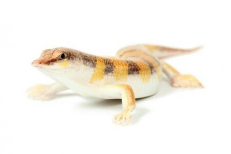 Scincus scincus