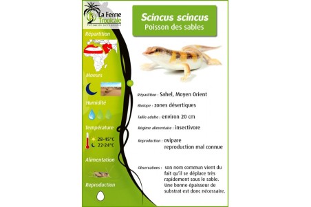 Scincus scincus