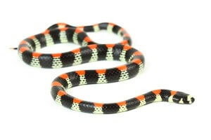 Scolecophis atrocinctus