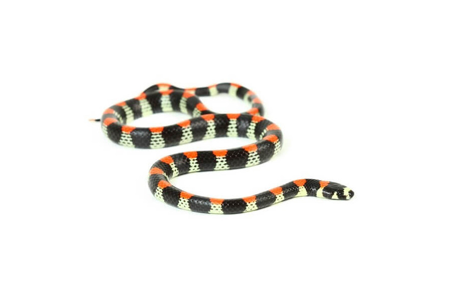 Scolecophis atrocinctus Scolecophis atrocinctus