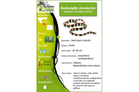 Scolecophis atrocinctus