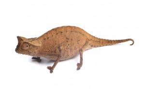 Brookesia superciliaris