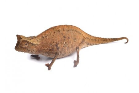 Brookesia superciliaris