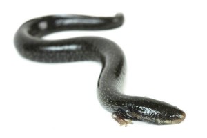 Siren lacertina