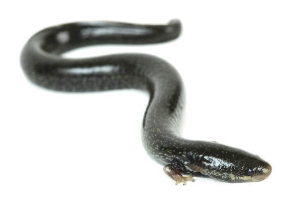 Siren lacertina Siren lacertina