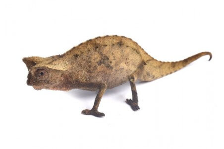 Brookesia superciliaris