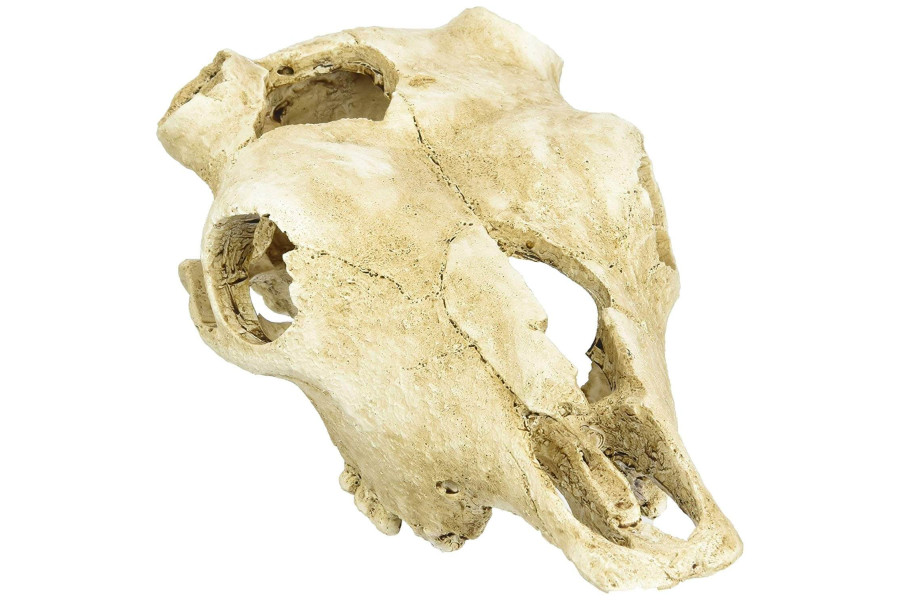 Skull Cow Skull Cow