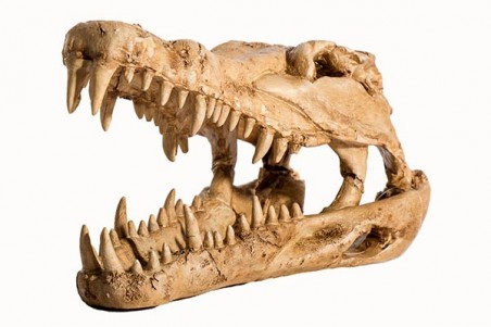 Crocodile Skull