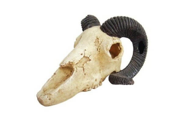 Skull Ram