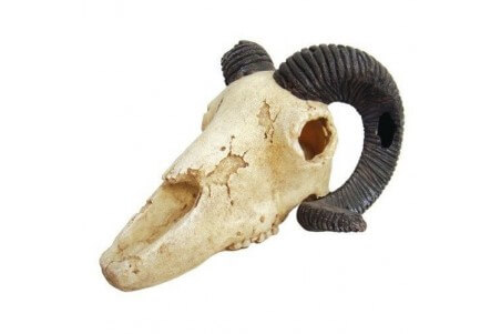 Skull Ram