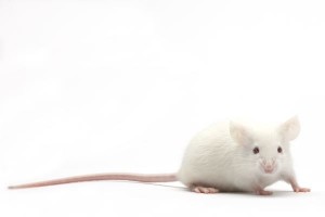 Souris