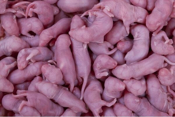 Souris Souris
