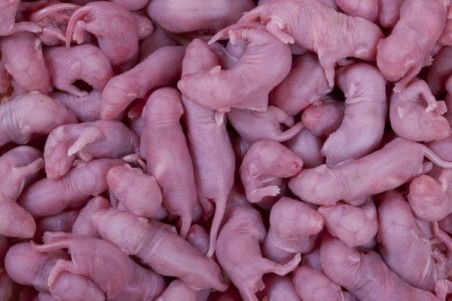 Souris