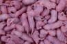 Souris - lot de 10