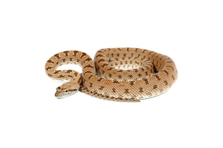 Spalerosophis diadema cliffordii