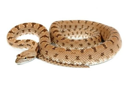 Spalerosophis diadema cliffordii