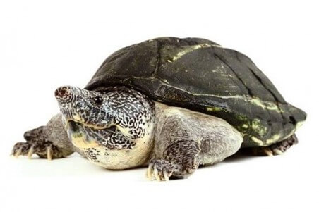 Staurotypus triporcatus juvénile