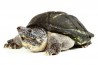 Staurotypus triporcatus juvénile