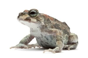 Barbarophryne (Bufo) brongersmai