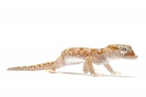 Stenodactylus petrii