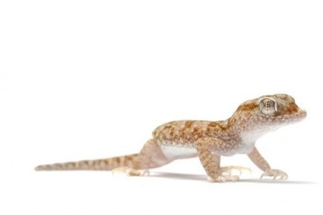 Stenodactylus petrii
